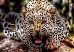 Світ очима тварин