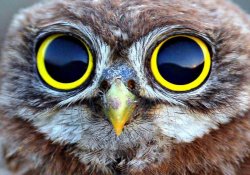 Дослідники визначили групу людей, яка найкраще бачить у темний час доби