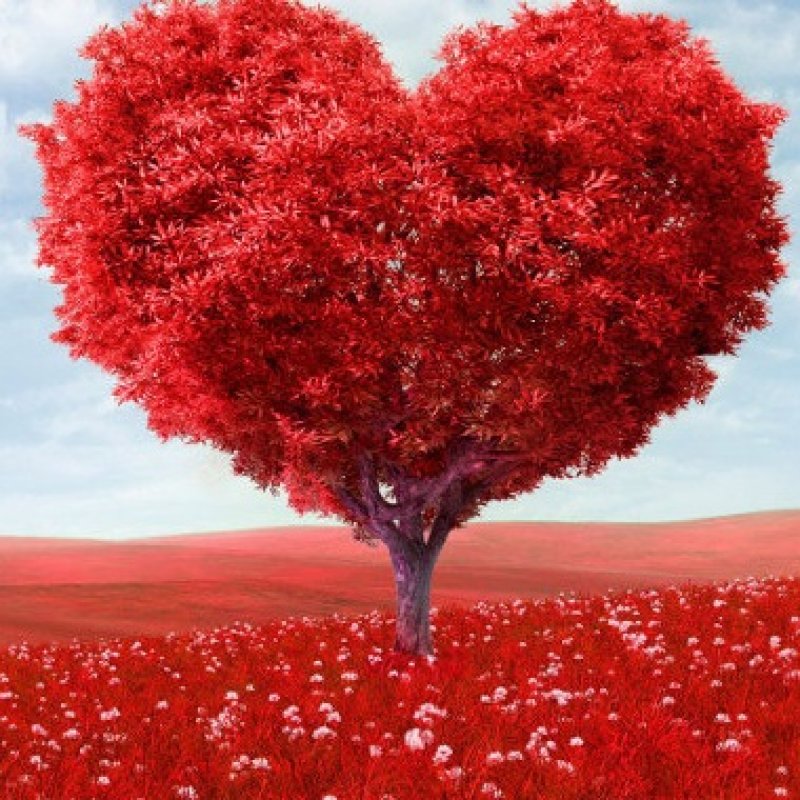 Акція до Дня закоханих