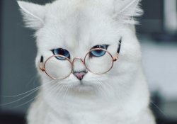 Кішка в окулярах